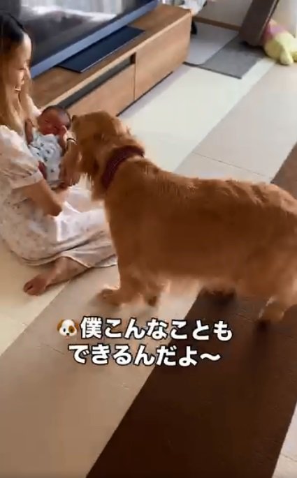 赤ちゃんに報告するラジャーくん