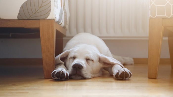 椅子の横で眠る子犬