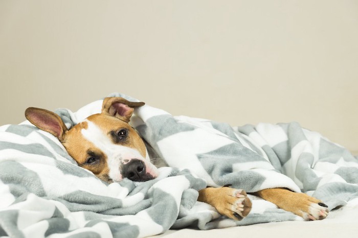 ブランケットに包まれて寝ている犬