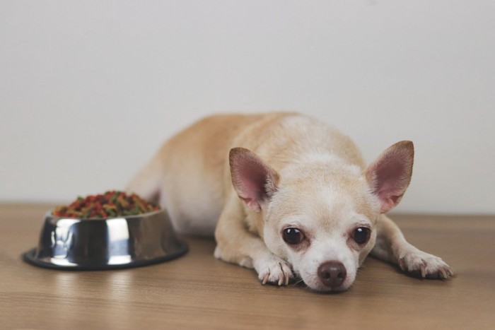 ドッグフードを食べない犬