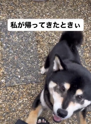 飛びつく犬1