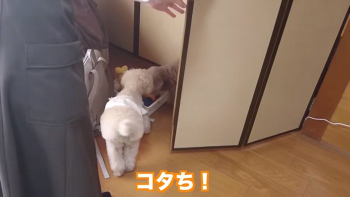 押し入れから出てきた虎太郎くん