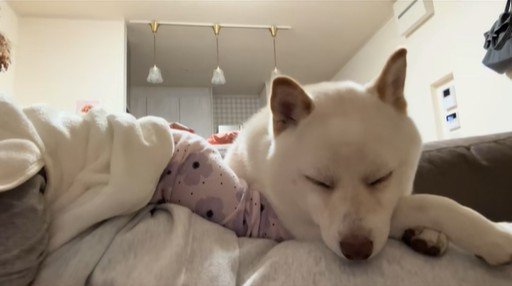 福丸くんとママと赤ちゃん6