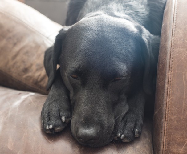 申し訳なさそうな犬