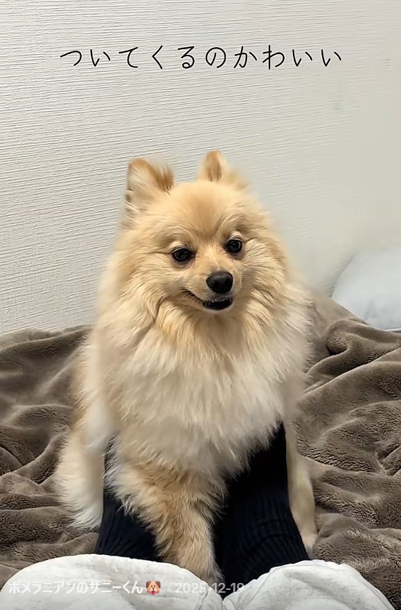ついてくるサニーくん