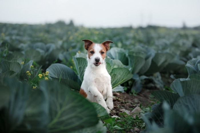 キャベツ畑の犬