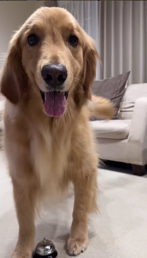 正面を見ている大型犬の足元にベル