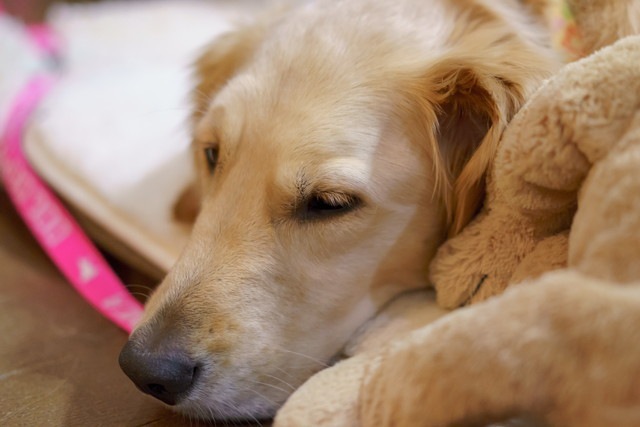 眠っているゴールデンレトリバー