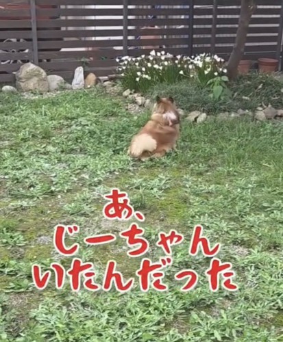 庭の奥に座る犬