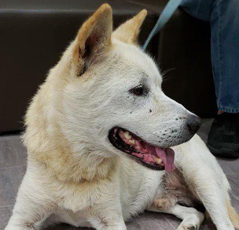 迷い犬の横顔