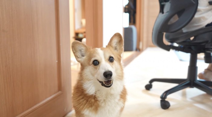 座ってカメラを見つめる犬