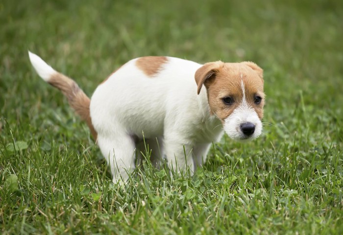 芝生の上でうんちをする犬