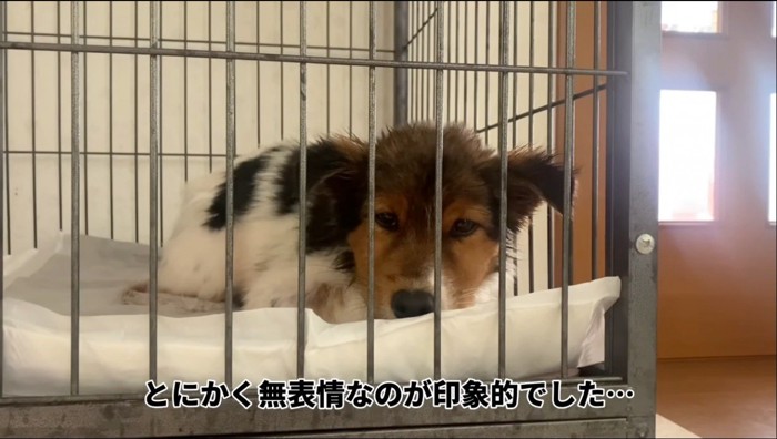 ケージに入れられた子犬