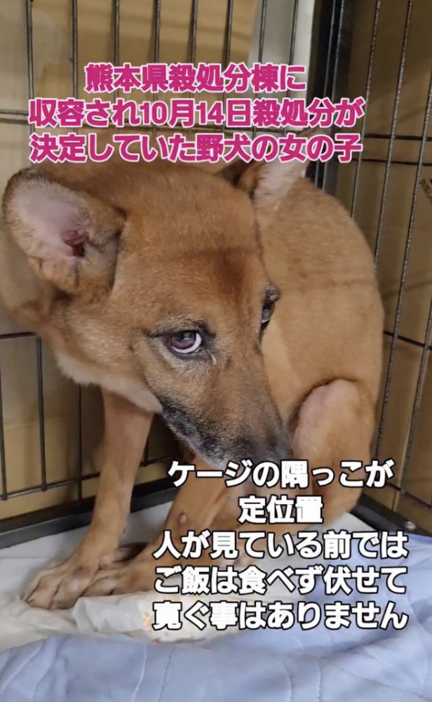 殺処分待ちだったあずきちゃん