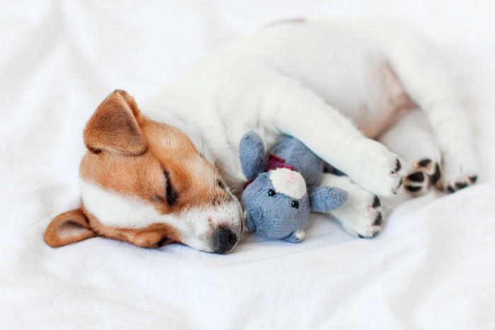 ぬいぐるみと眠る子犬