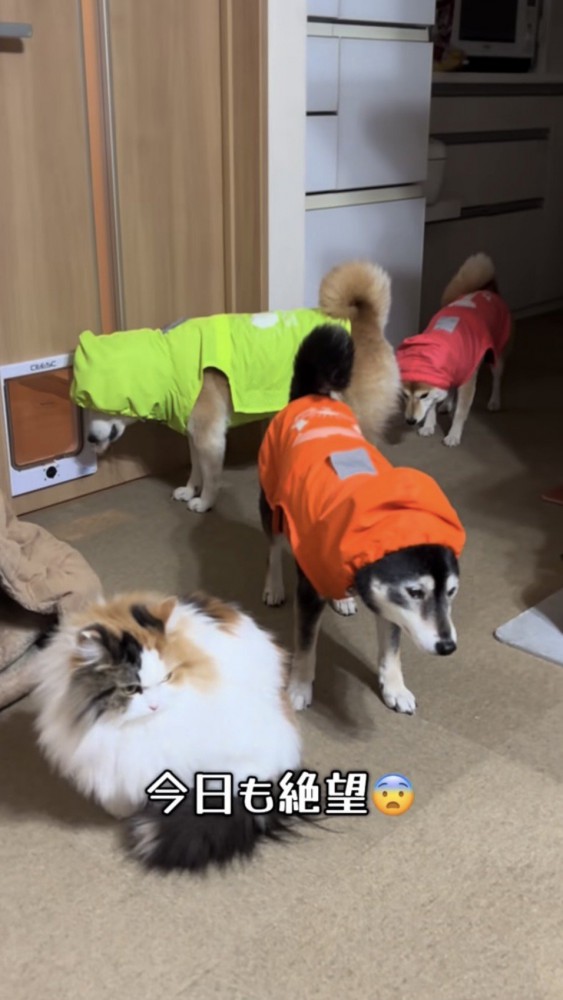 それぞれ違う方向を向いて俯く柴犬たち