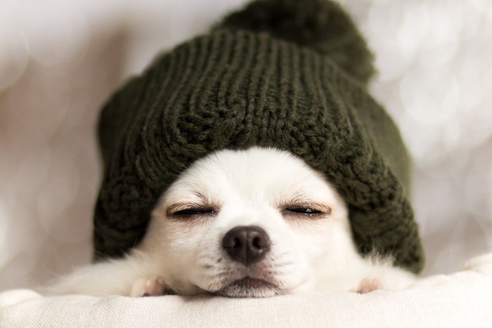 ニット帽、白いチワワ