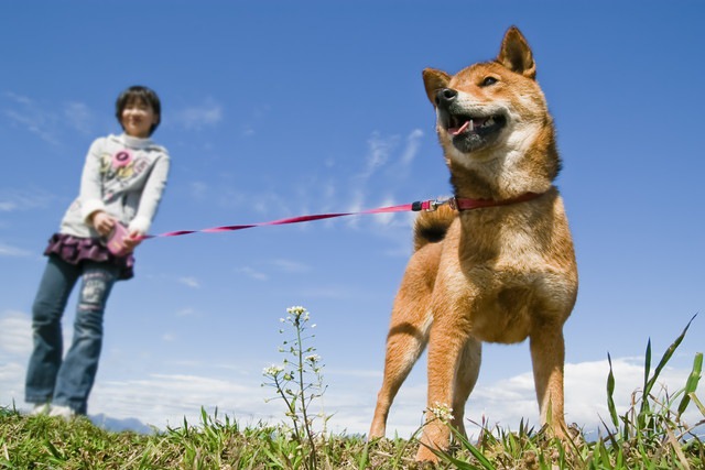 伸縮性のリードを付けた柴犬