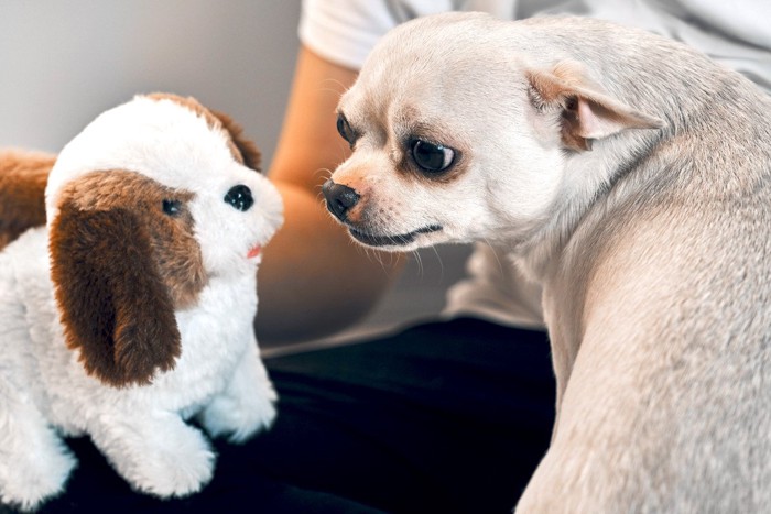 おもちゃに唸る犬