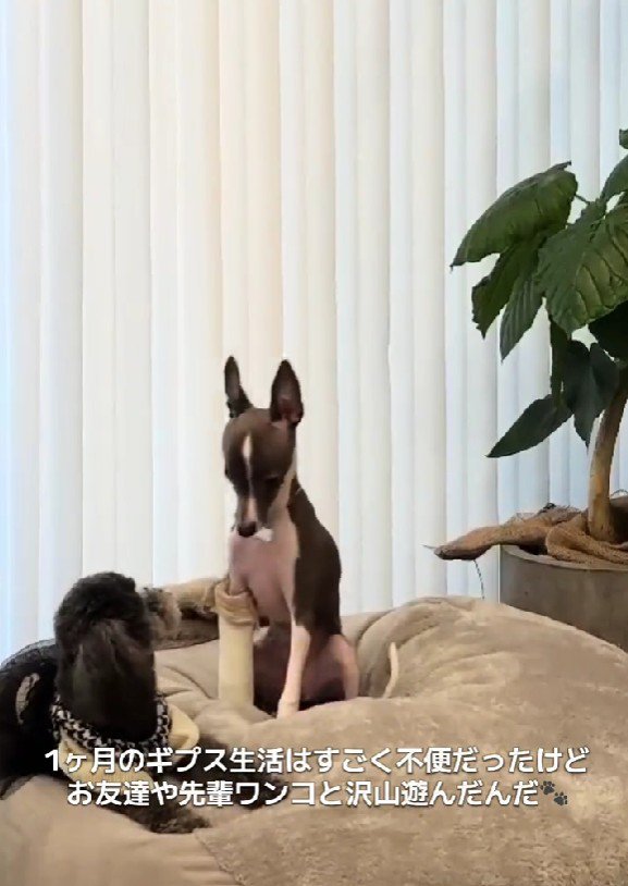 それでも遊びは欠かさない