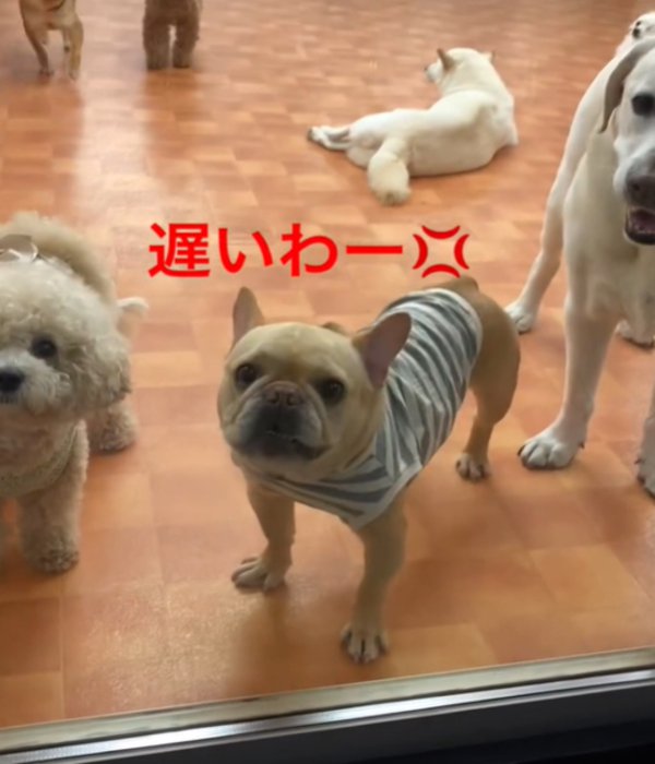 吠える犬3