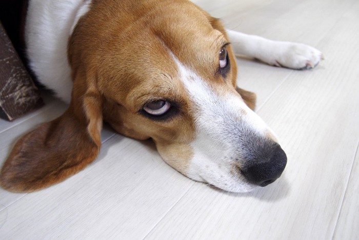 寝ぼけている犬