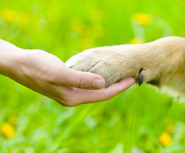 握手する犬と人