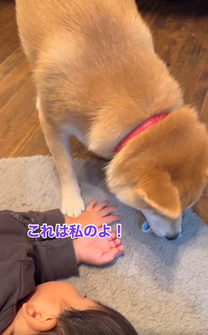 靴下を守るおもちちゃん