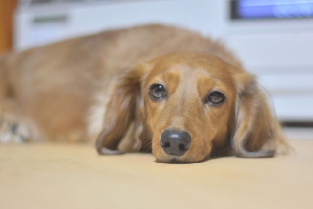 眠そうな犬