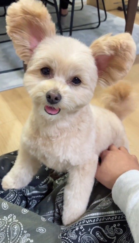 飼い主のひざに前足を乗せて耳をパタパタと振る犬