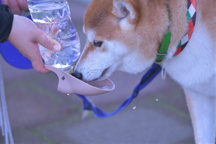 給水ボトルと柴犬