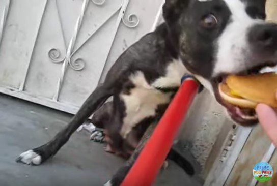 食べ物に食いつく犬