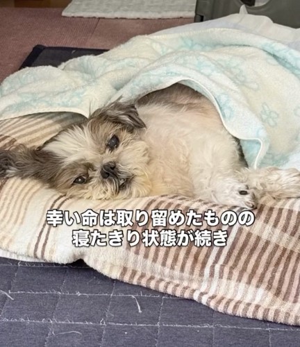 つらそうな表情をしています