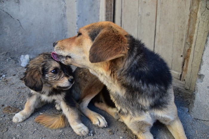 世話をする犬