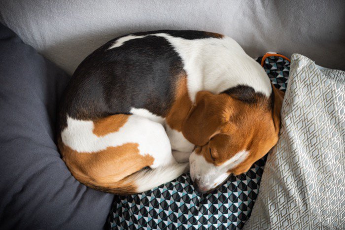 体を丸めて眠る犬・上から