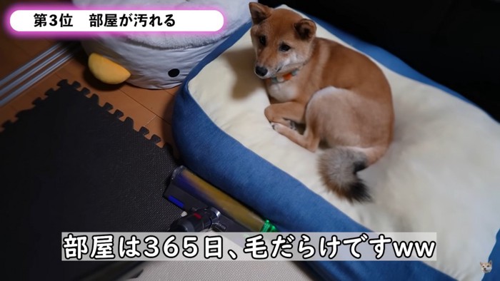 掃除機をかける飼い主さん