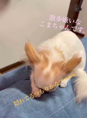 再びソファに顔を埋める白い犬