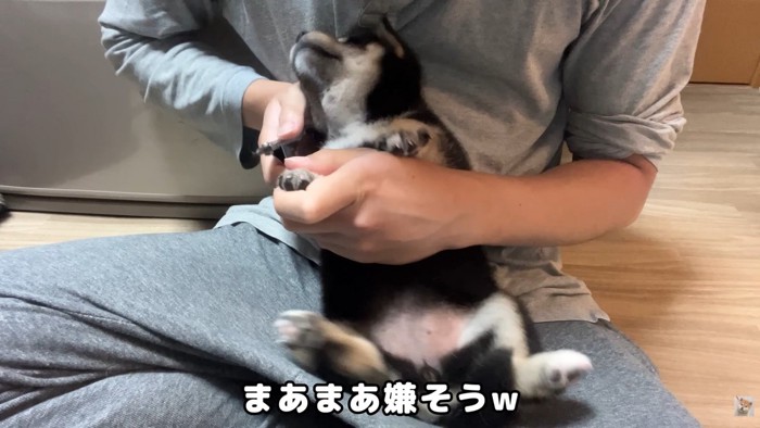 すみれちゃんは抵抗！