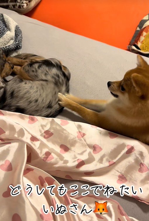 「どいて！」とお尻をペチペチ