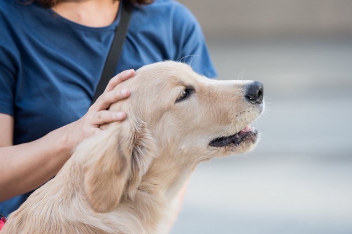 頭を撫でられる犬