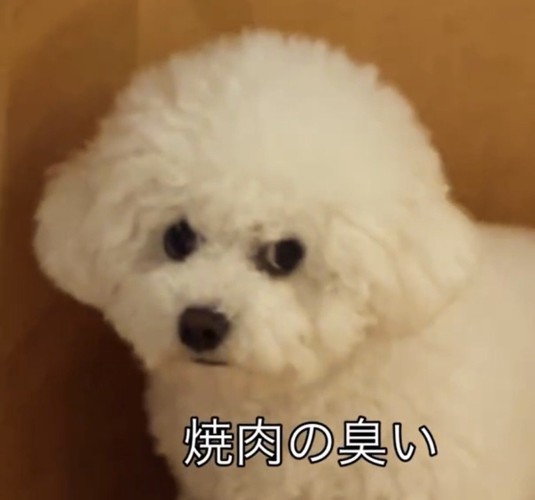 鋭い目を向ける犬