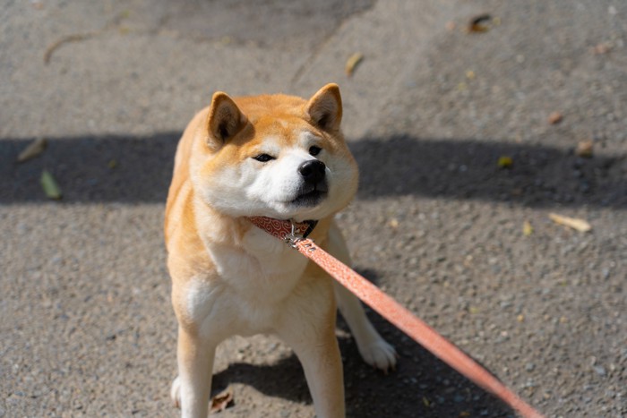 散歩いやいやの柴犬