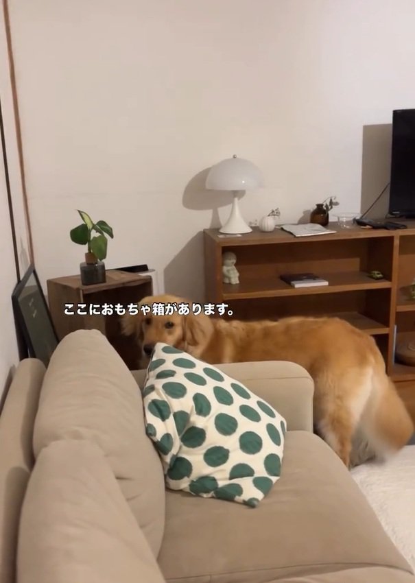 おもちゃ箱の前にいるにこちゃん