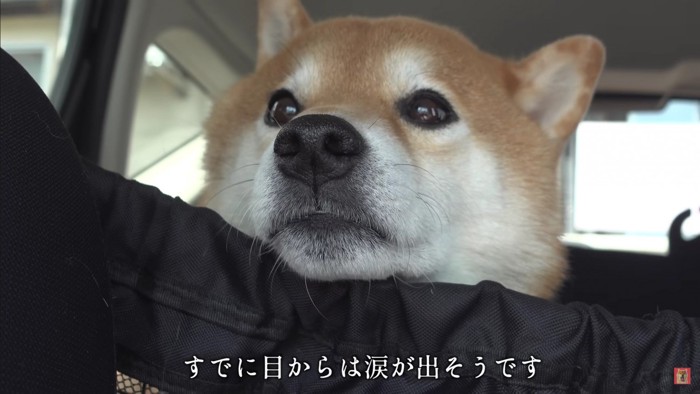 「クーーン」