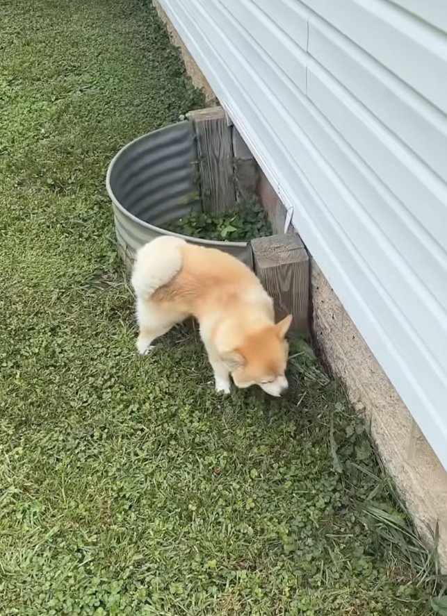 おしっこ中