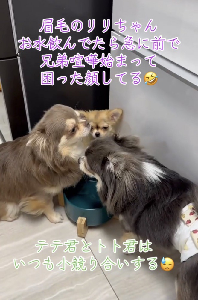 2匹の犬の間に挟まれる犬