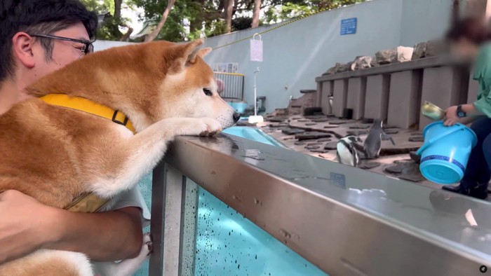 夢中で見つめるこむぎちゃん