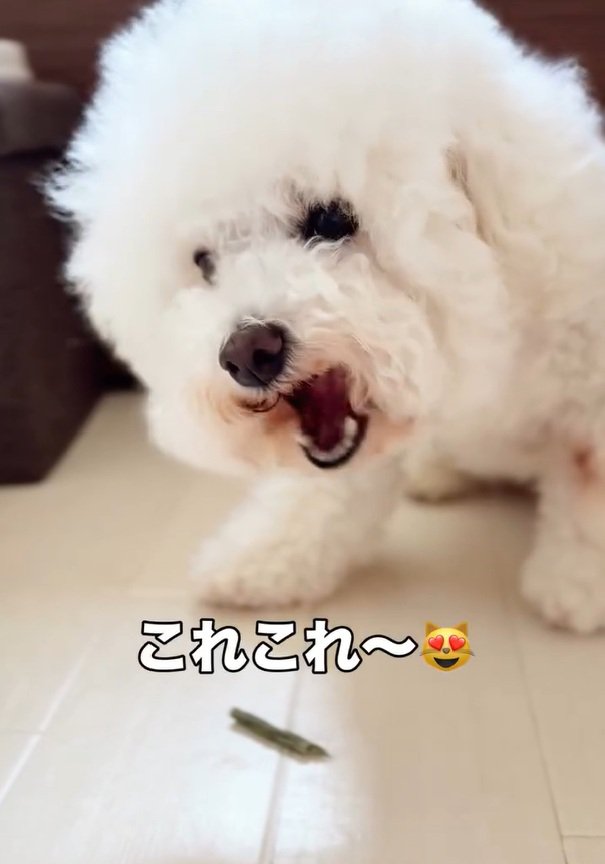 ガムを食べるまるちゃん