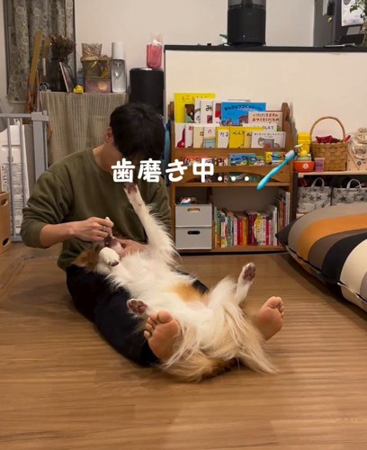 慣れた手つきで歯磨きをする飼い主