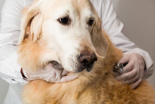 ダニに噛まれた犬